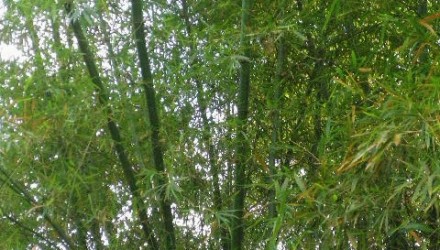 Bamboo in Belize3